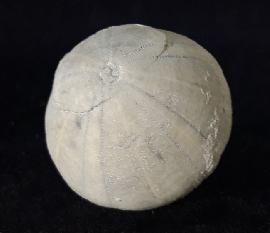 Camerogalerus cylindricus (LAMARCK 1816) - Bild © FossNet FossilienStore